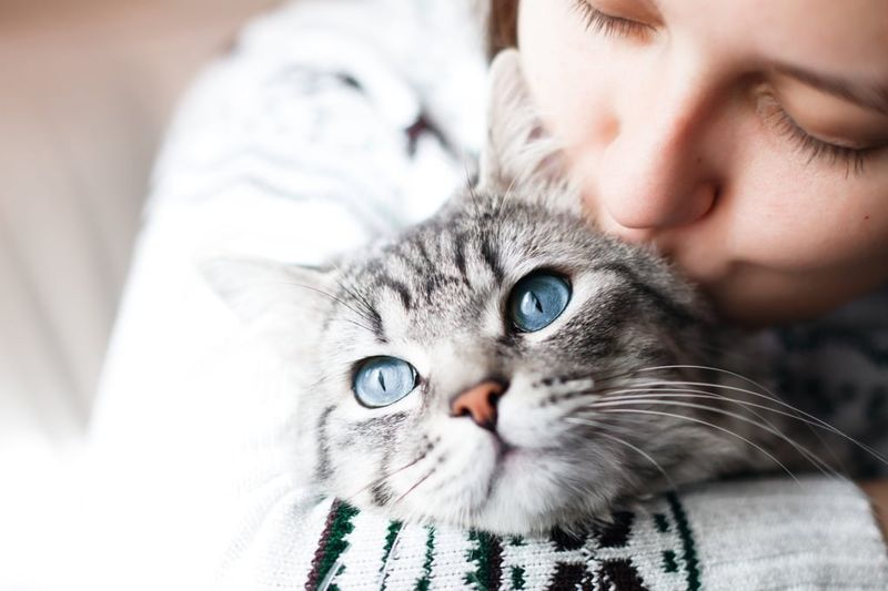 Petsave - Cat Care