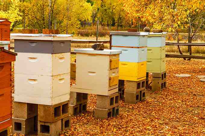 Beekeeping in the North - What to do in the fall