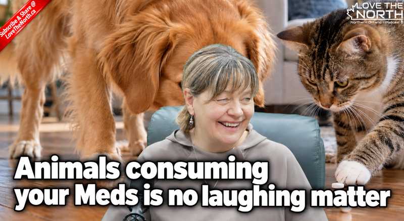 Dogs on Drugs: PetSave Warns About Medication and Cannabis Poisoning