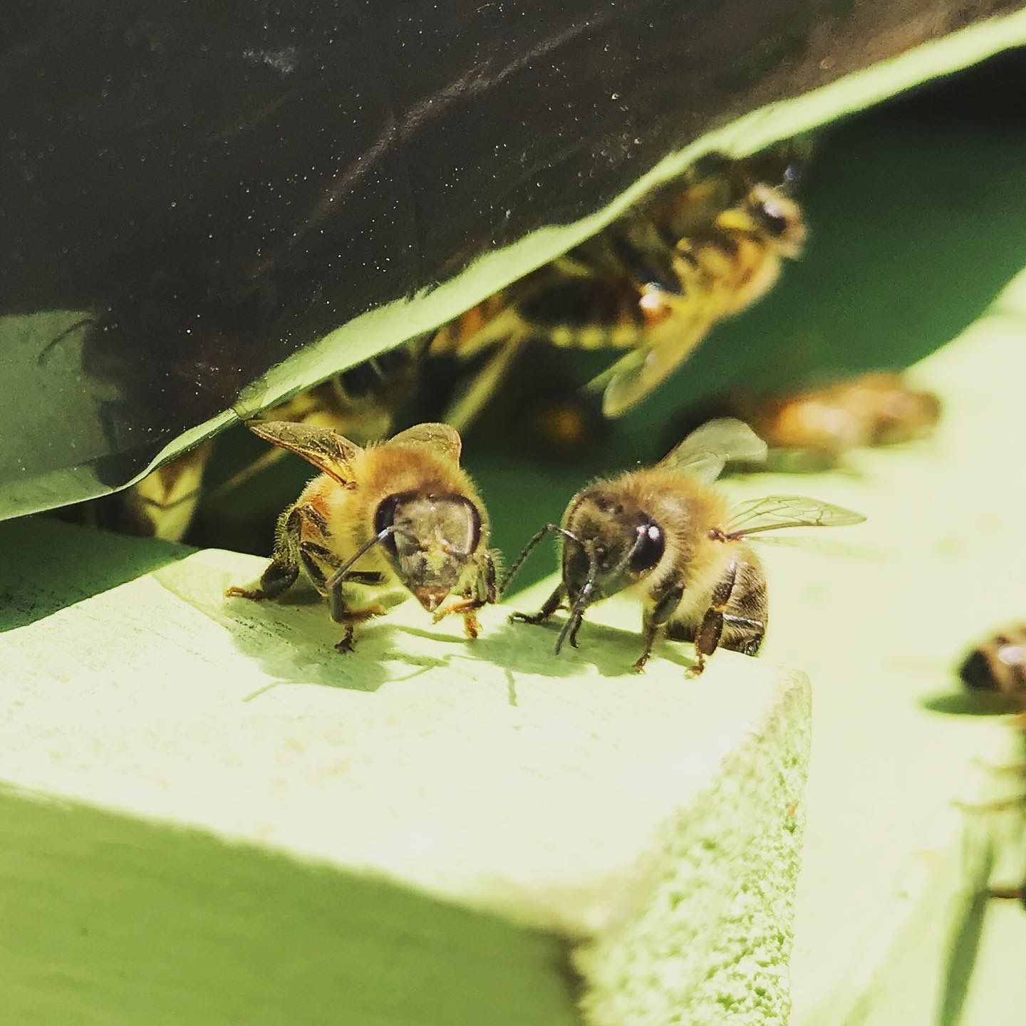 Beekeeping in the North