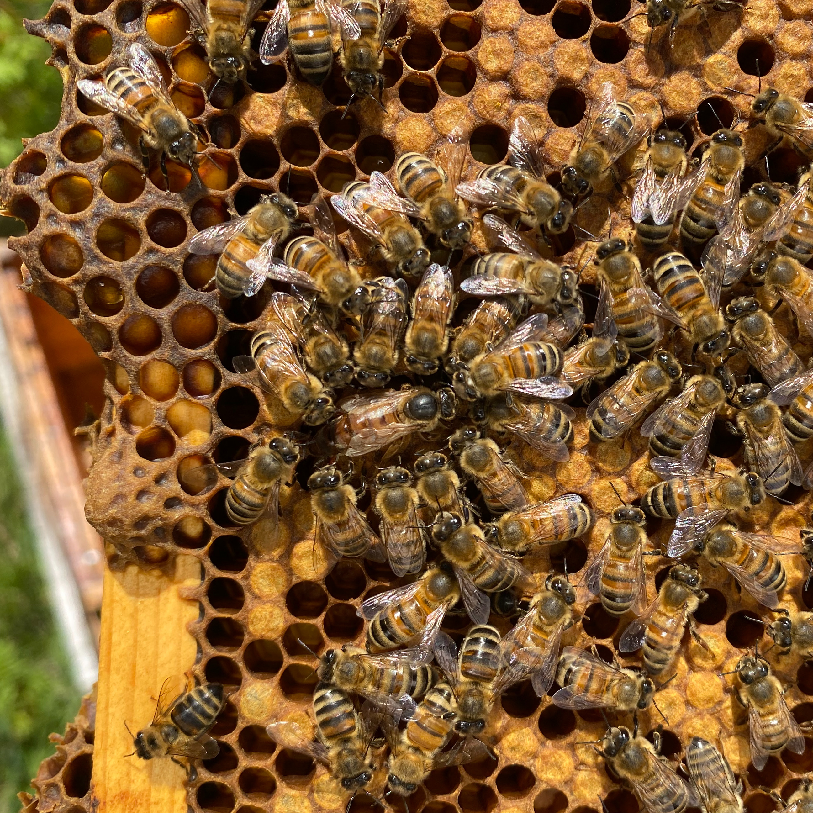 Beekeeping in the North
