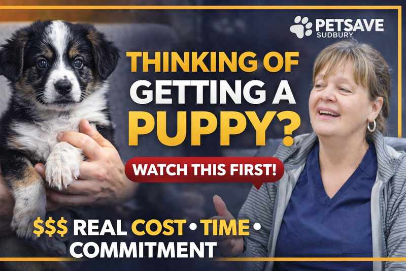 PetSave - What is the cost of a pet these days?