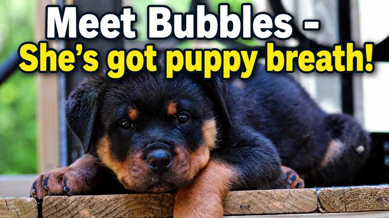 PetSave - Bubbles from Manitoulin Island is in the house!